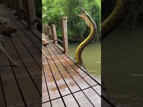 Des animaux sauvages et adorables pris en photo !