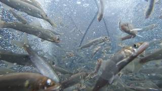5月1日【びわ湖放送ニュース】友釣り解禁を前に　安曇川にアユを放流