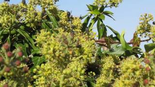 Shrub that seems to attract bluebottle flies