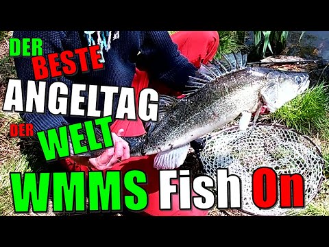 Zander, Forelle, Brasse & Stör | Der beste Angeltag der Welt