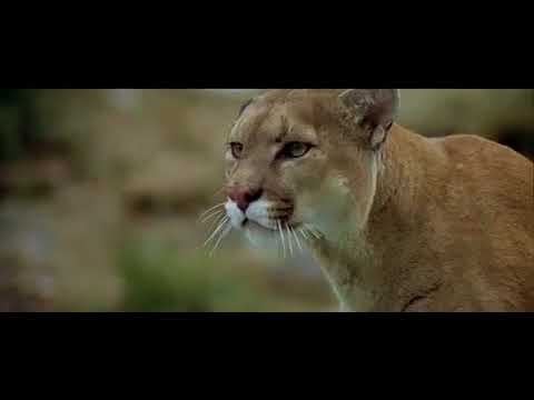 L'Ours 1988   the cougar scene