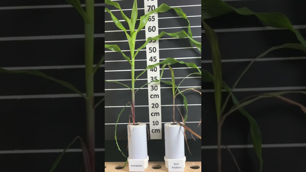 É Preciso Fornecer Fósforo ao Milho