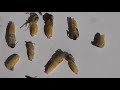 Wasps nest Autopsy