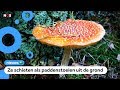 ‘Ik heb nog nooit zoveel paddenstoelen gezien’