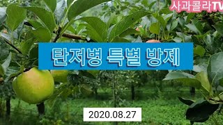 탄저병 특별 방제 실시