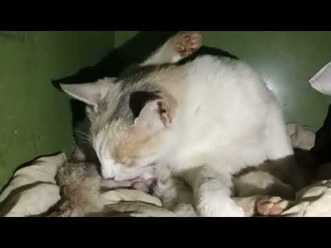 How to Born cat Baby Last Part🐈️🐈️🐈️🐱🐱🐱