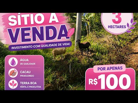 SÍTIO DE 3 HECTARES POR 100 MIL REAIS! TERRA BOA, ÁGUA,  CACAU, ENERGIA.