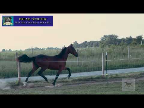 # 235 Dream On Koz- Guccio- Cantab Hall ( colt @ECSYS