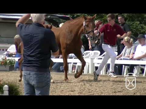 NF289 Hengstfohlen von Casall - Cor de la Bryère - Landgraf