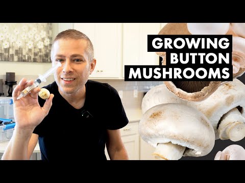 Button Mushrooms in a Monotub Part 1 (Prepping the Grain Spawn for Mycelium)