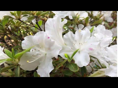 Pruning Encore Azaleas:Why, when and how