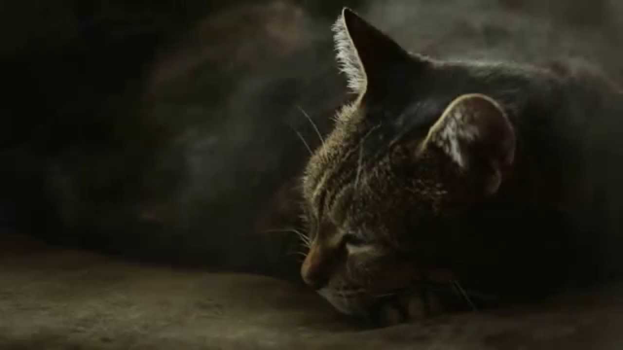 Promotional video thumbnail 2 for Kenneth Benjamin Reed, photographer