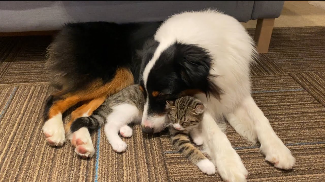 ぎゅっ…とくっついて眠る、親子関係の犬と子猫