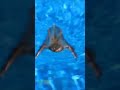 BAT SWIMMING IN OUR SWIMMING POOL CLICK ON FULL VIDEO BEFORE COMMENTING TO GET THE FULL INFO