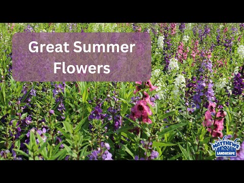 Summer Snapdragons: A Drought-Resistant Flower