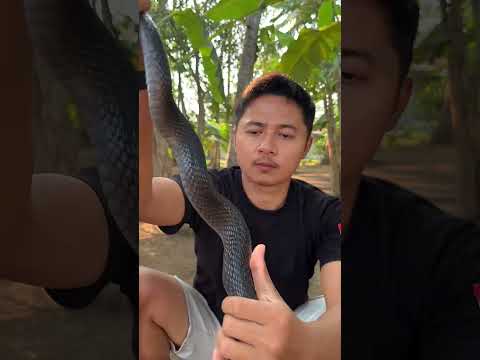 PEBEDAAN COBRA DAN KING COBRA #cobra #kingcobra #snake #reptiles #reptilekeeper