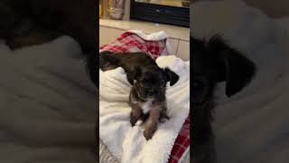 #happypup #lifeisbutadream #puppyvideos #youtuber #youtubeshorts my new happy puppies!