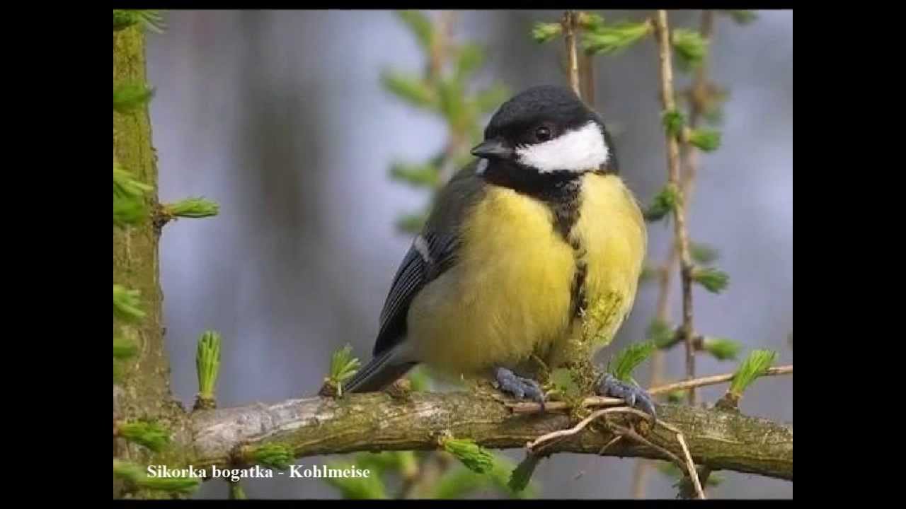 Ptaki Polski - Wiosenne Odgłosy Ptaków;``Skowronek(Feldlerche)``,``Kowalik(Kleiber)``i inne ...