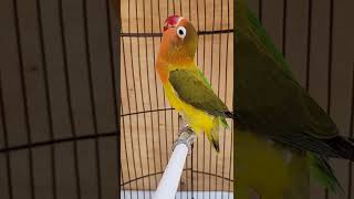 Download lagu LOVE BIRD PAUD FIGHTER WARNA EWING GREEN CALON DURASI PANJANG mp3 Download lagu LOVE BIRD PAUD FIGHTER WARNA EWING GREEN CALON DURASI PANJANG mp3