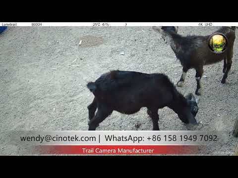 PRO 8X Trail Camera Review: 4K 30fps & Sony Starvis Sensor – Best Night Vision?