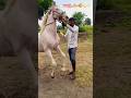 Lagan Mate Book Karo Ramakdu Horse Official Horse Sorts Song Video Viralvideo Vlog Shorts