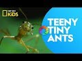 Teeny Tiny Ants | Ready, Set, Zoom!