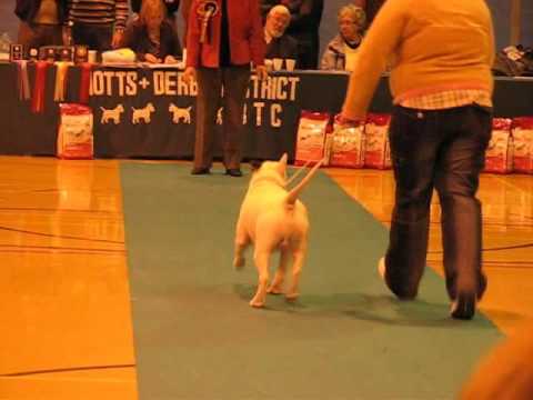 Chamos whispered secret at Blazinbullys .avi