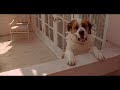 Beethoven 2nd 1993 Missy Escapes