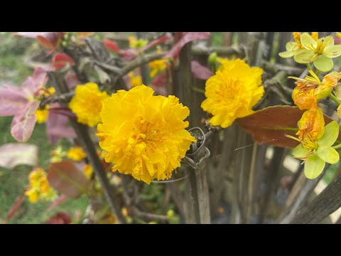 ( đã gl ) 31/1 Gl cây giảo rin đọt đỏ có mặt hoa trên cây, giá sv 700k chưa phí ship. Lh 0378061626