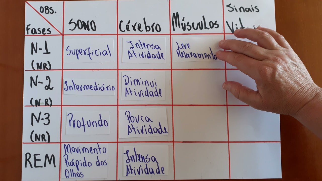 Fases do sono (fases não REM e REM)