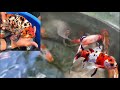 Shubunkin (Goldfish) Part 1 (Paglalarawan)