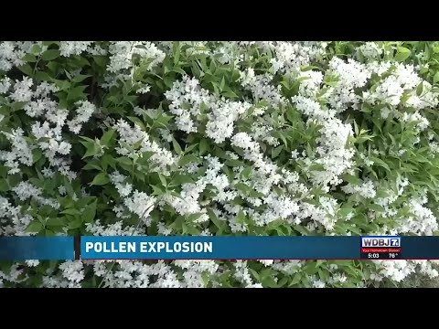 Pollen In Va