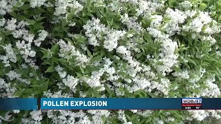 Pollen Impacts Virginia Nasal Passages