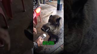 ADOTAR UM JAVALI? A SOLUÇÃO POLÊMICA! 🐗