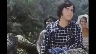 كلمات اغنية زي الورد هاني شاكر