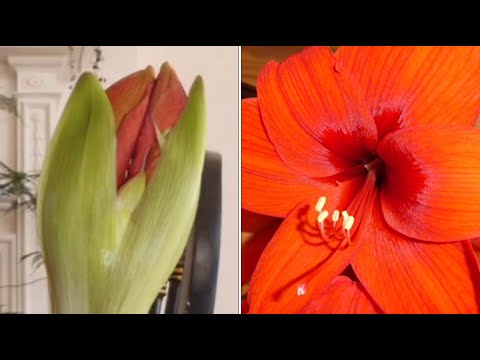 Amaryllis Flowers Opening Time Lapse