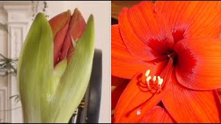 Amaryllis Flowers Opening Time Lapse