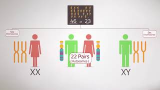 Everything you Need to Know:Chromosome Analysis (Karyotyping)