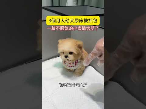 3個月大幼犬尿床被抓包，一臉不服氣的小表情太萌了