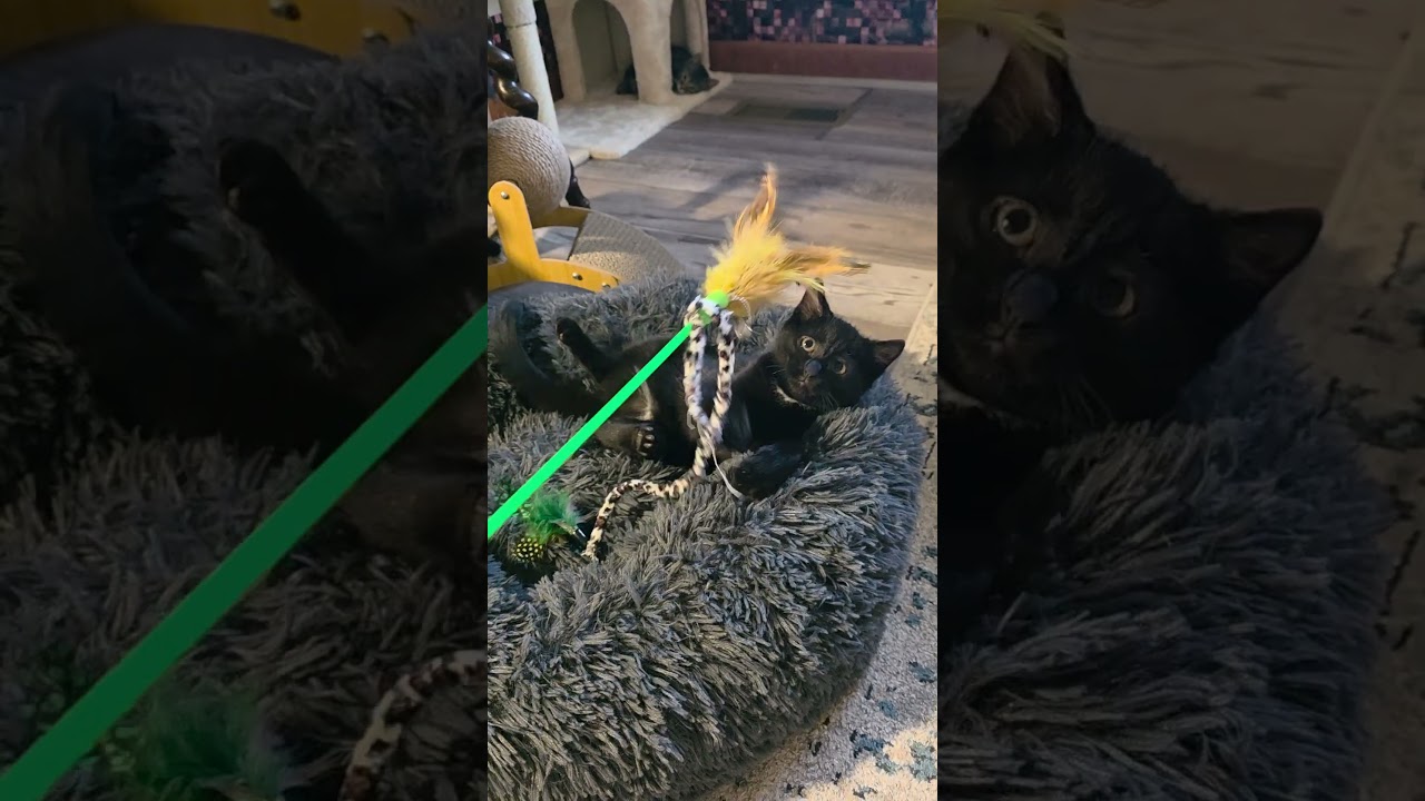 Nina, a ADOPTABLE Domestic Short Hair in Jamesville, NY video 6/6
