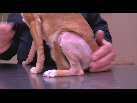 Local veterinarian says knee device prevents arthritis, helps with 'floating kneecap' in pets