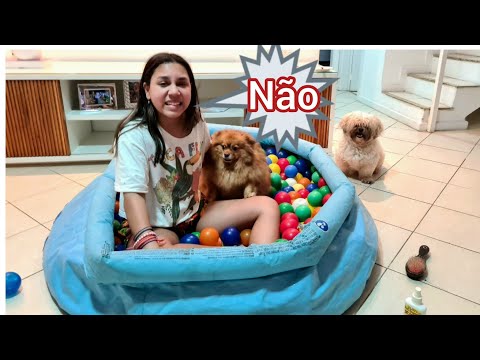 MONTEI UMA PISCINA DE BOLINHA PARA MEU CACHORRO