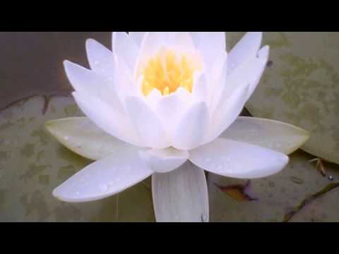 White Lotus: Calming Piano Music For Relax, Sleep, Study, Work, Yoga