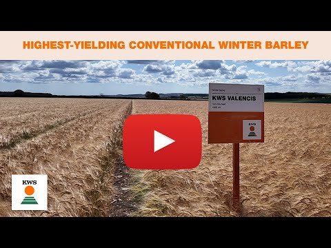 The highest-yielding conventional winter barley on the Recommended List - KWS VALENCIS