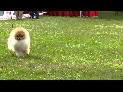 Darling Of Fortune Lantana Plius.Moletai 2015.05.22-24.