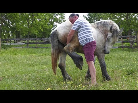 În vizită la cel mai mare iubitor de Cai dl. COCO de la Decebal, Satu Mare 2021