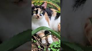 Download lagu ada pergerakan di balik semak' #cat #petani #penjelajahanalam #kucing mp3
