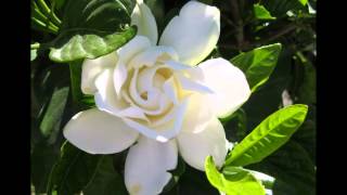 Petite fleur-Mouloudji