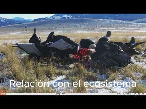 La carolina, San Luis