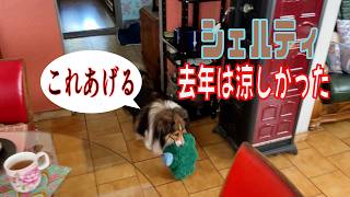 【シェルティ】去年は涼しかった【フランス田舎暮らし🇫🇷】  #犬の散歩 #賢い犬 #犬のいる暮らし #シェルティ